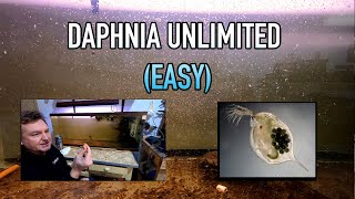 How I Raise Daphnia Water Fleas And You Can Too [upl. by Cordula]