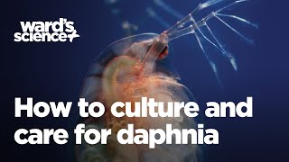 Caring and Culturing for Daphnia [upl. by Lamphere]