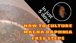 How to Culture Magna Daphnia Easily [upl. by Frasch881]