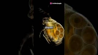 How to culture Daphnia for your Aquarium [upl. by Dat336]