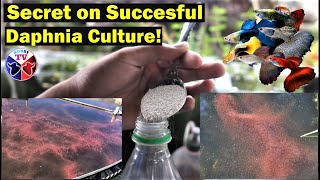 How to Culture Daphnia Successfully [upl. by Marika]