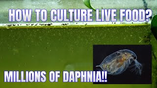 How to Culture Daphnia Secret Method to Breed MILLIONS  Simply Aquatic [upl. by Benita]