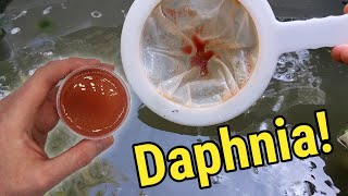 How I Culture Daphnia In Outdoor Tubs [upl. by Anaicilef867]