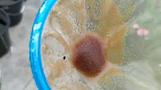 How to culture daphnia moina in a small container Part 1 English Subtitle [upl. by Hobbie]