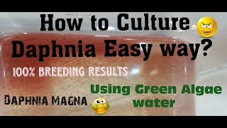 Daphnia MagnaHow to Culture Daphnia Easy wayCulturing Daphnia using Green water Daphnia [upl. by Halilak195]