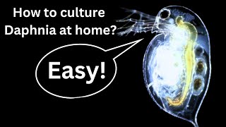 BEST Live Fish Food Beginner guide How to Culture Daphnia at home [upl. by Suiremed763]