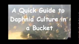 How to culture daphnia outside [upl. by Masson]