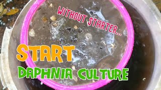 How to culture daphnia moina the easy way 1  Starting the Daphnia culture [upl. by Enortna553]