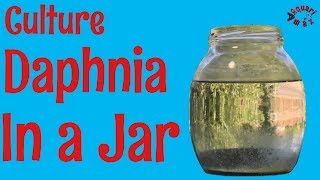 How to Culture Daphnia in a Jar [upl. by Arlyn]