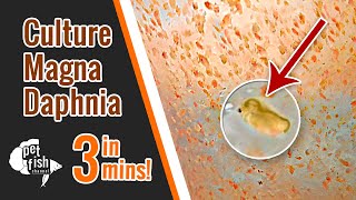 How to culture DAPHNIA MAGNA  The easy way [upl. by Eterg654]