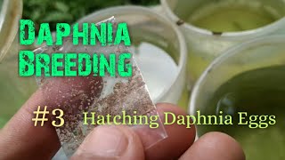 Daphnia Culture made simple and easy 3  Hatching Daphnia eggs [upl. by Eglantine]