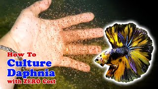 How to Culture Daphnia with ZERO Cost  Unlimited Live Food For Our Fish [upl. by Chassin]