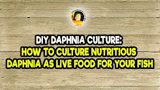 DIY Daphnia Culture How to Culture Nutritious Daphnia as Live Food for Your Fish [upl. by Kcirddet975]