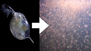 How I Culture Daphnia [upl. by Hanae]