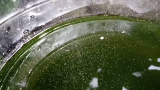 DAPHNIA MOINA CULTURE IN A SMALL BUCKET [upl. by Yecart438]