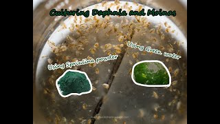 How To Culture Daphnia and Moinas using Green Water Spirulina powder [upl. by Hafital]