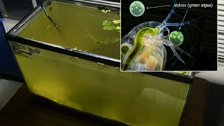 Raising Daphnia for the Freshwater Aquarium [upl. by Ronal]