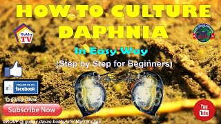 HOW TO CULTURE DAPHNIA In Easy Way [upl. by Dianthe813]